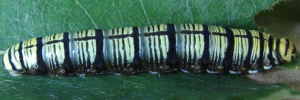 Larvae
